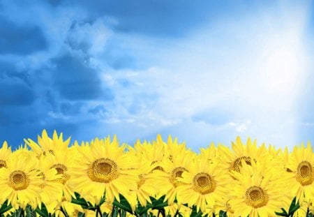 sun flowers - sky, flowers, sun