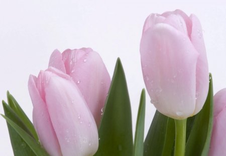 fresh tulip - flower, pink, mist