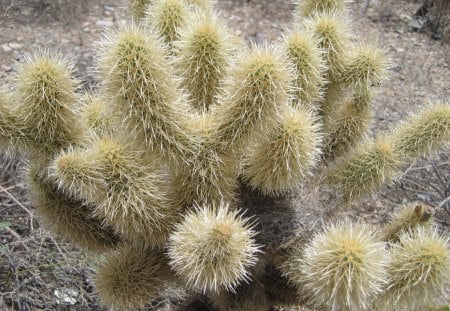 Desert Cactus - cactus, arizona, desert, az