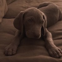 Young Labrador Dog 