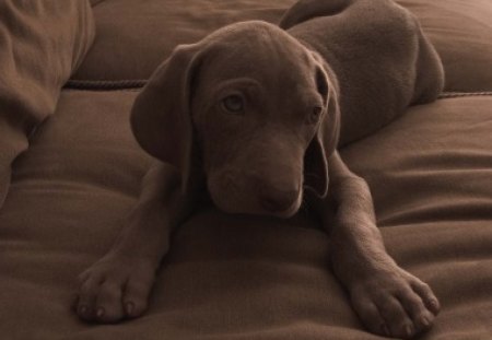 Young Labrador Dog  - labrador retriever, brown lounge, dog, joung labrador, labrador