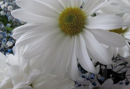 White gerbera daisy - flowers, yellow, green, photography