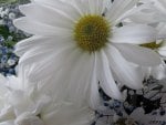 White gerbera daisy