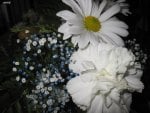 Bouquet of white daisy