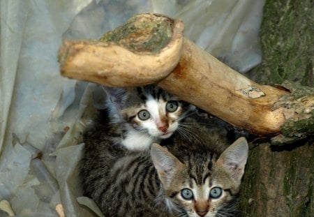 Crystalline Eyesâ™¥ - two, couple, brothers, hidden, animals, kittens, lovely, sweethearts, cats, souls, friends