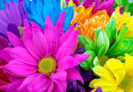 Flowers Colors - picture, colors, flowers, beautiful