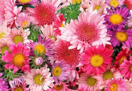 Colorful Flowers - colorful, picture, flowers, beautiful