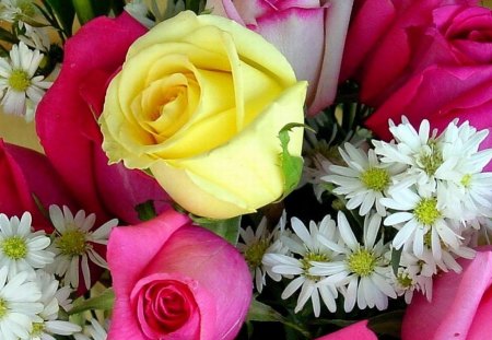 Beautiful Roses - picture, colors, roses, beautiful