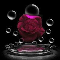 Rose in Bubbles