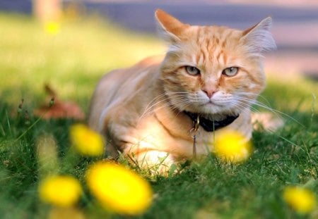 Miss Ginger - nice, marvellous, animals, kittens, great, wonderful, super, ginger, amazing, pretty, garden, cute, ginger cat, skyphoenixx1, adorable, cat, kitty, wallpaper, stunning, outstanding, kitten, nature, picture, cats, beautiful, animal, sweet, awesome, flowers, fantastic