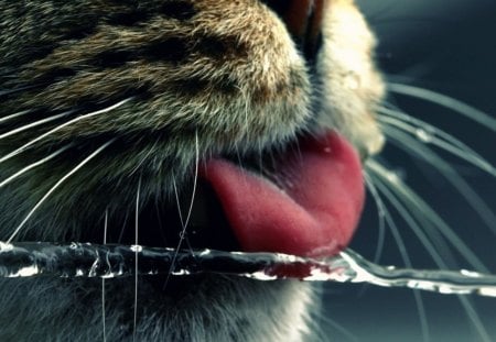 Cat licks - ice, water, cat, licks