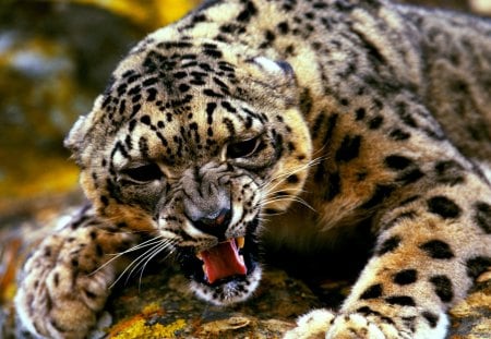 ANGER - angry, leopard, fierce, canines, beauty, cat