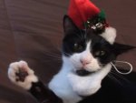 Santa Kitteh