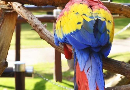 macaw - resting, feathers, bird, colourful