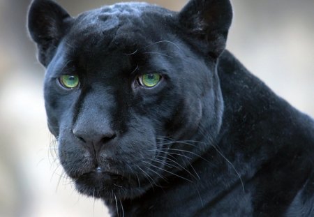 black-panther - feline, black, panther, wild