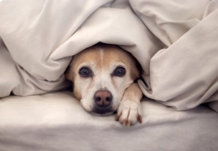 Dog under blanket - dog, animal, blanket, under