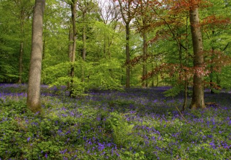 bluebells in a beautiful forest - purple, flowers, forest, weeds