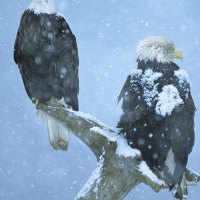 bald eagles in falling snow