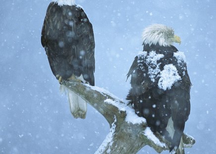 bald eagles in falling snow - bald, falling, snow, eagles