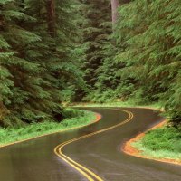 rain on a road in olympic np washington