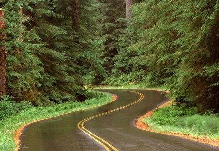 rain on a road in olympic np washington - road, winding, forest, rain