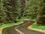 rain on a road in olympic np washington