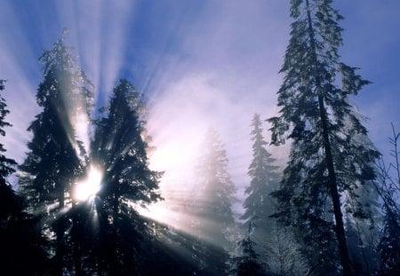 Sun rays - sky, forest, trees, sun rays