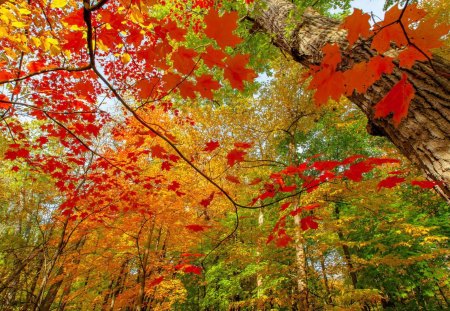 beautiful autumn colors - trunks, autumn, colors, forest, leaves