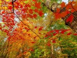 beautiful autumn colors