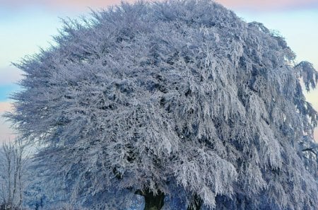 Winter - snow, the tree, frost, winter sky