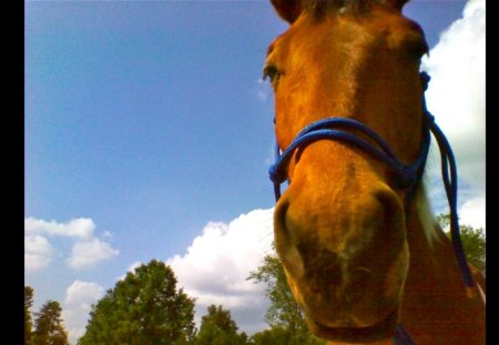 My Beautiful Boy - paint horse, pinto horse, horse, photography