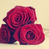 Beautiful Roses