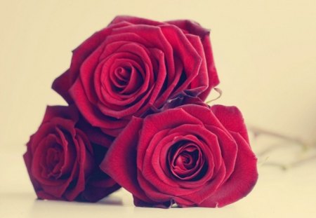 Beautiful Roses - beauty, beautiful roses, roses, red, flowers, red roses