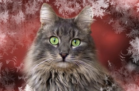 *** Cat behind frosted window *** - wishes, christmas, best, hope, holidays, merry, happy