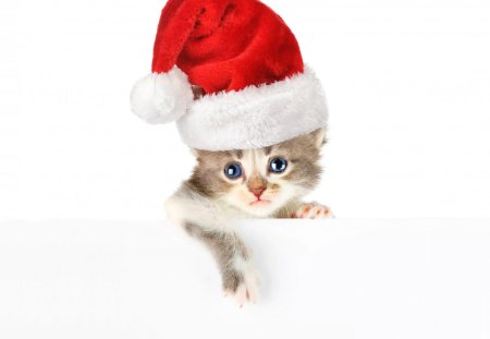 *** Adorable christmas cat *** - holidays, wishes, hope, merry, happy, best, christmas