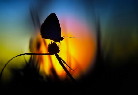 Softness - tree, sun, butterflies, softness