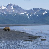 alaska, usa, mountain, bear