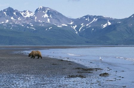 alaska, usa, mountain, bear - usa, bear, alaska, mountain