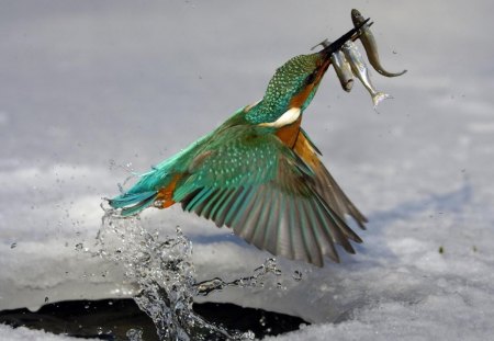 kingfisher - bird, water, wild, kingfisher