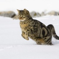 cat
