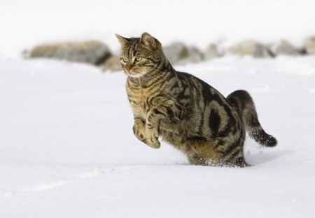 cat - snow, jump, winter, cat