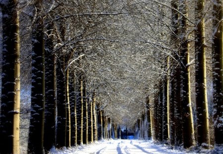 WINTER DREAM - forest, trees, alley, winter, road