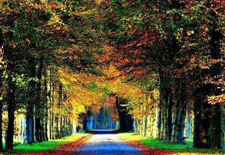 FOREST ROAD - road, trees, alley, autumn