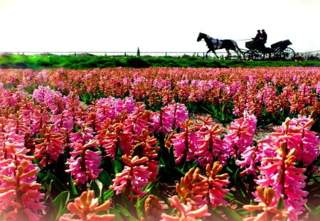 PINK JOURNEY - ride, people, horse, pink, carriage, field, flowers