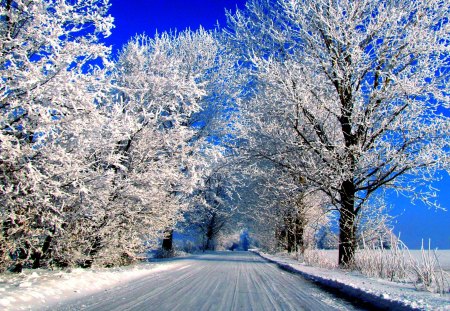 WINTER ROAD - winter, forest, road, snow