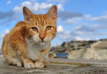 Cat - paws, face, pretty, cute, animals, beauty, beautiful, sweet, cat, kitty, cats, kitten, hat, lovely, cat face