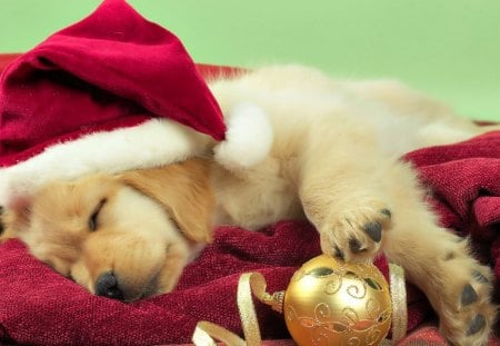 Cute Santa - ball, red, animal, cute, christmas, sleeping, santa claus, white, golden, dog