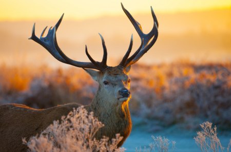 Deer - morning, landscape, winter, deer, horns