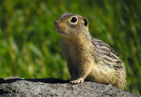 Little Squirrel - little, cute, squirrel, picture