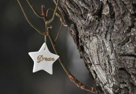 Dream - star, object, photography, deam, tree